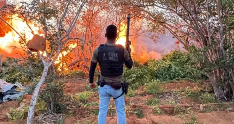 Plantas de cannabis localizadas e erradicadas por policiais em área rural de Campo Formoso.