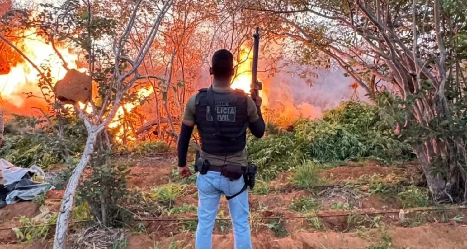 Plantas de cannabis localizadas e erradicadas por policiais em área rural de Campo Formoso.