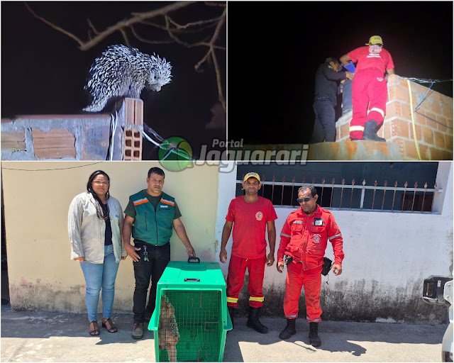 Ouriço-cacheiro resgatado pela Brigada Jaguatirica em uma residência no povoado de Lajedo do Flamengo, em Jaguarari.