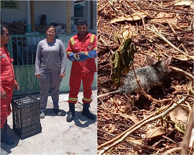Brigada Jaguatirica resgata saruê e devolve animal à natureza em Juacema